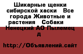 Шикарные щенки сибирской хаски - Все города Животные и растения » Собаки   . Ненецкий АО,Пылемец д.